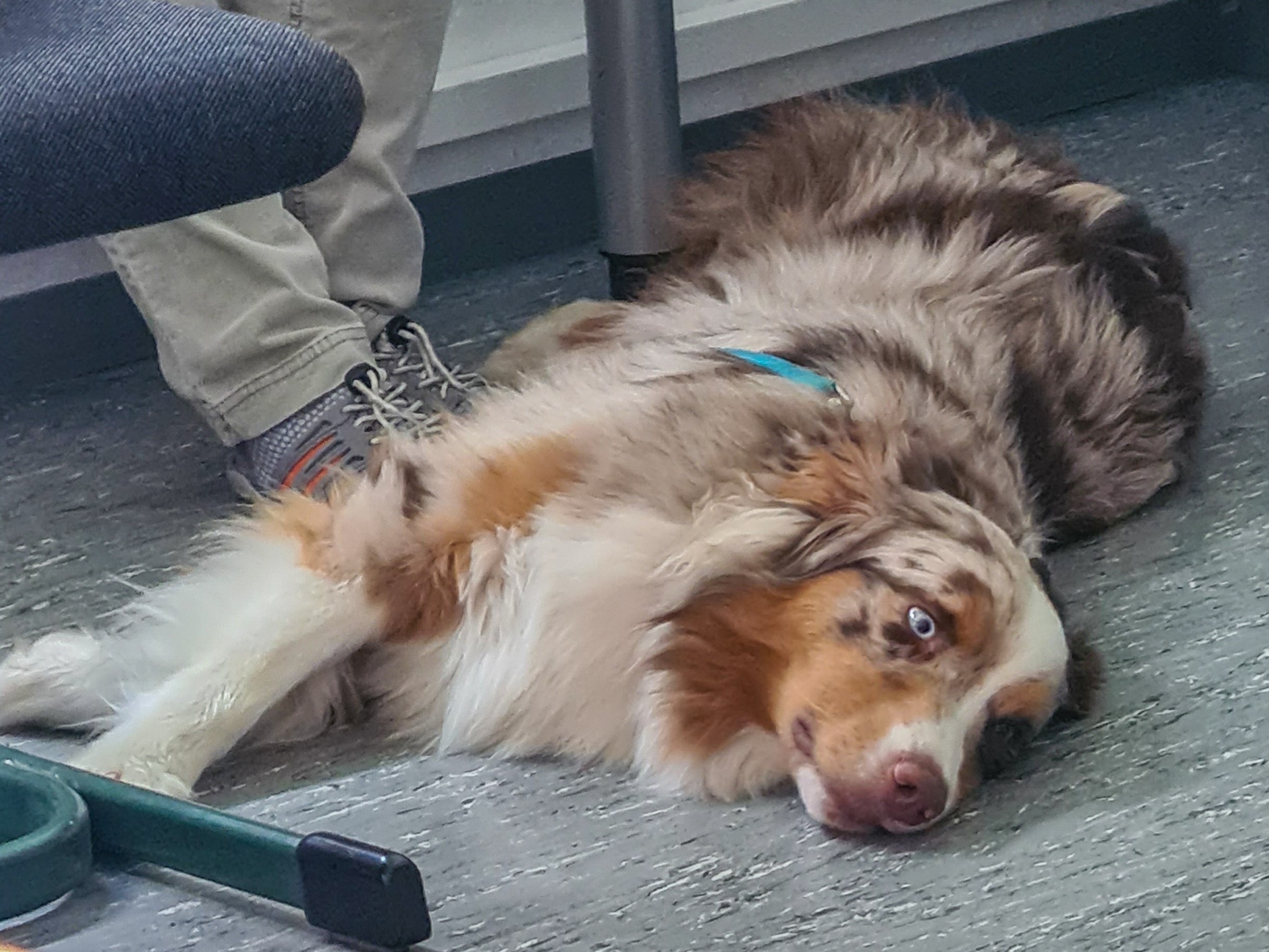Streicheleinheiten für Fluffy - tiergestützte Therapie